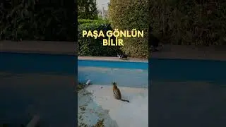 Ersen ve Dadaşlar - Paşa G&ouml;nl&uuml;n Bilir - Progressive Electronic Version - Kedi FM - Teaser