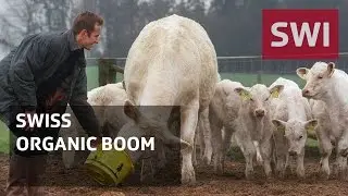 Swiss shoppers are big on organic food