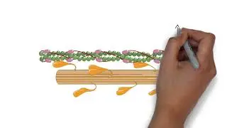 Cardiomyocytes (Part 1)