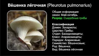 Вёшенка лёгочная (Pleurotus pulmonarius)