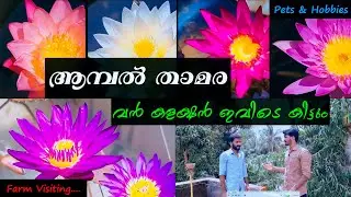 ആമ്പൽ / താമര വൻ കളക്ഷൻ ഇവിടെ കിട്ടും | Water Lily | Pets & Hobbies | Kerala Vlogs Channel |