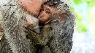 Poor Timo very hungry cry&scream request warm milk,Tima hug Timo shaking cool under rain