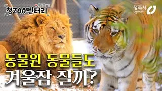 청주동물원 동물들도 겨울잠 잘까? 특별하고 이상한 동물원 이야기, 김정호 수의사