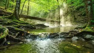 HEALING NATURE AMBIENCE WITH SOFT WIND AND FLOWING WATER