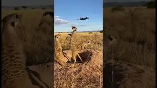 Meerkats vs Drone: Funny Wildlife Moments