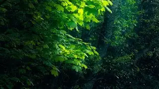 Sun after Rain: contemplative Nature