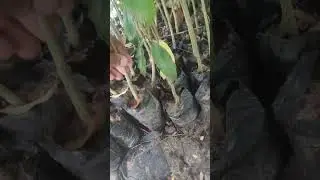 Agar tree #Agarwood plants available Call -8848333696 I supply all over India