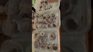 ALL of These Tarantulas Shipped Out Today! - NukaMedia Exotics USA