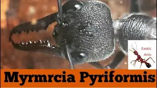 Myrmecia Pyriformis queen update#2