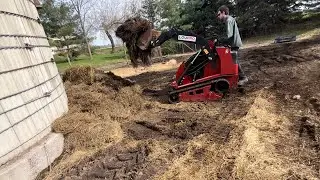 Cleaning Out Sheep Barn