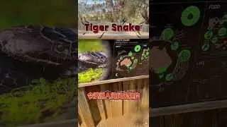 逛澳洲動物園～ #大魚 #搞笑 #動物圈 #王小怪 #王小怪 #魚類 #pets #animals #aquarium