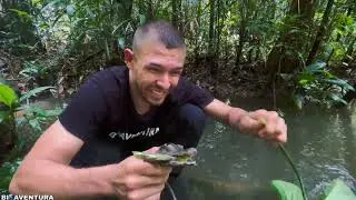 Caim&aacute;n Cachirre en el Amazonas 🐊