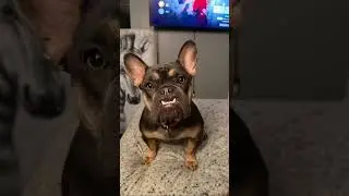 Jolly/green bean says hi #puppy #frenchbulldog