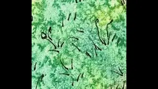 NATURE TEXTURE MOSS
