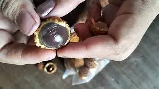 Bua Tangkuhis | Lengkeng Borneo | Mata Kucing | Longan