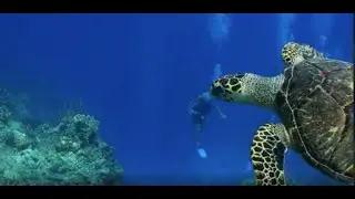 Aerial  animals