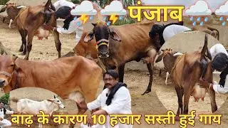आज खरीदो 10 हजार सस्ती गाय💥 थारपारकर और साहिवाल गाय 55 हजार में जोड़ा #cow #dairyfarm#farming #farm