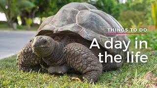 A day in the life | Things To Do | The Seychelles Islands