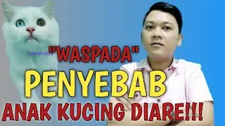 PENYEBAB ANAK KUCING DIARE  DAN CARA MENGOBATI