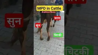 Medial Patellar desmotomy in cow #shorts #viral #ytshorts #trending #reels #animals #mpd #vet #cow