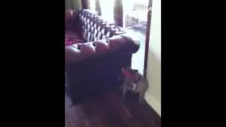 Dog goion spaz