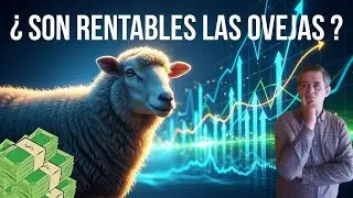 3 secretos para ganar dinero con ovejas