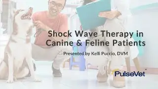 Shock Wave Therapy in Canine & Feline Patients