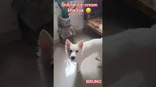 #spitz #bruno #spitzlovers #trending #ytshorts #@brunaww  #dilpechalaichuriya #tranding #yt