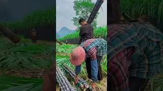 This Is Why Sugarcane Fields Are Set On Fire!