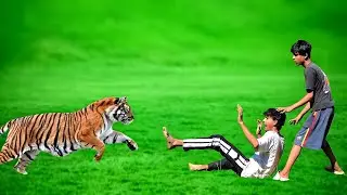 Tiger Attack Man In The Forest | Tiger Attack Human In The Forest | Tiger Attack Fun Made Movie 