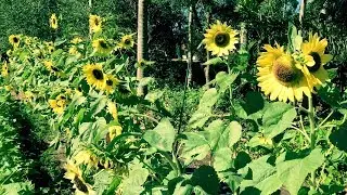 VISITING OUR LOCAL FARM COOPERATIVE & CSA