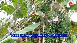 Pelapis Pemikat Mr.Taripas dari Tahun 2018
