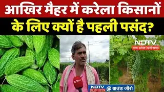 Maihar News: Why is Bitter Melon so sweet for farmers? | Latest News | Madhya Pradesh News