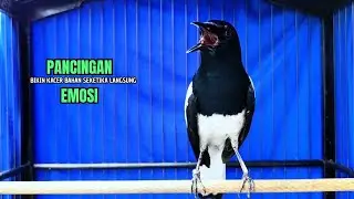PANCINGAN KACER bahan SUSAH bunyi, KACER GACOR NGEPLONG bikin KACER MANAPUN ikut GACOR