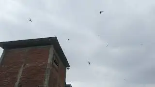 SP WALET MUDA respon pelan tapi pasti.