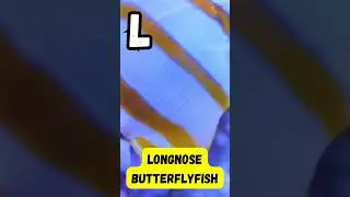 A to Z Fish Song | Fun Underwater ABC Learning for Kids | #Shorts #abcd #kids #viralvideo #learning