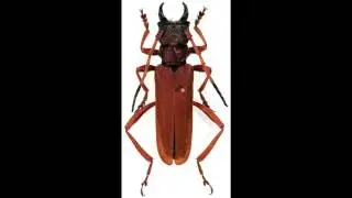 Aphrodisium (genus)