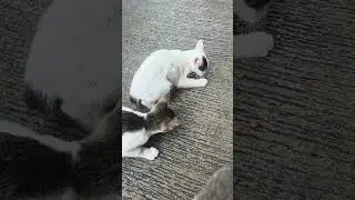 #Mpusjalanan....Ibu dan Anak kucing Makan Sehat2 ya mpus