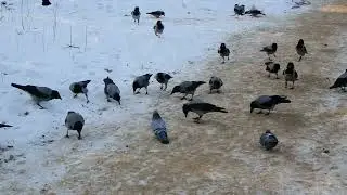 Кормлю ворон семечками / I feed the crows with seeds