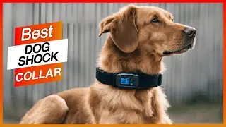 5 Best Dog Shock Collar with GPS - Best Dog Training Collar 2025