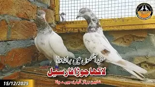White Eye Lakha Pair For Sale 15/12/2025 | Shaheen Birds Gallery Burewala 