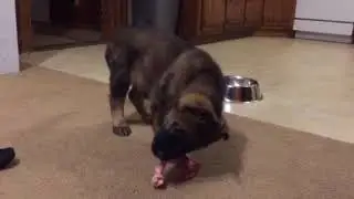 Karma or Sparta?