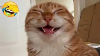Новые самые смешные видео с кошками 2025 года. Попробуй не засмеяться. Ежедневная порция интернет...