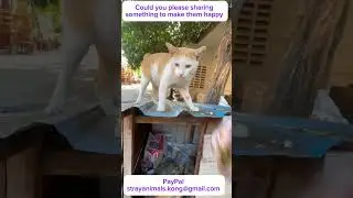 Feeding in the morning at pagoda for my stray animals 