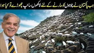 What Happened After 10 Years When Pakistan Released Thousands of Snakes in Balochistan?
