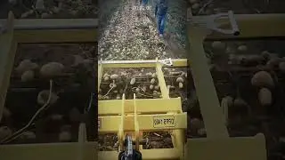Modern Potato Harvesting Technology: Faster, Easier, More! #AgriculturalInnovation