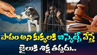 కుక్కల పై జాలి పడితే జైలు బాట! | Supreme Court Sensational Decision | Dogs Feeding | JTV Network