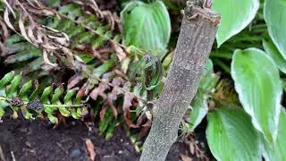 Planting a Manihot grahamii
