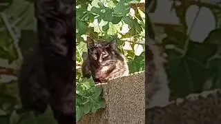 Cat sitting on wall | hifa Sindhi | #shorts