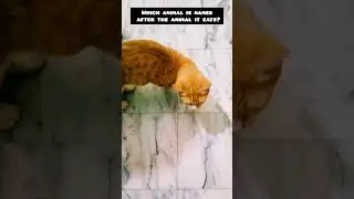 Which animal is named after the animal it eats?